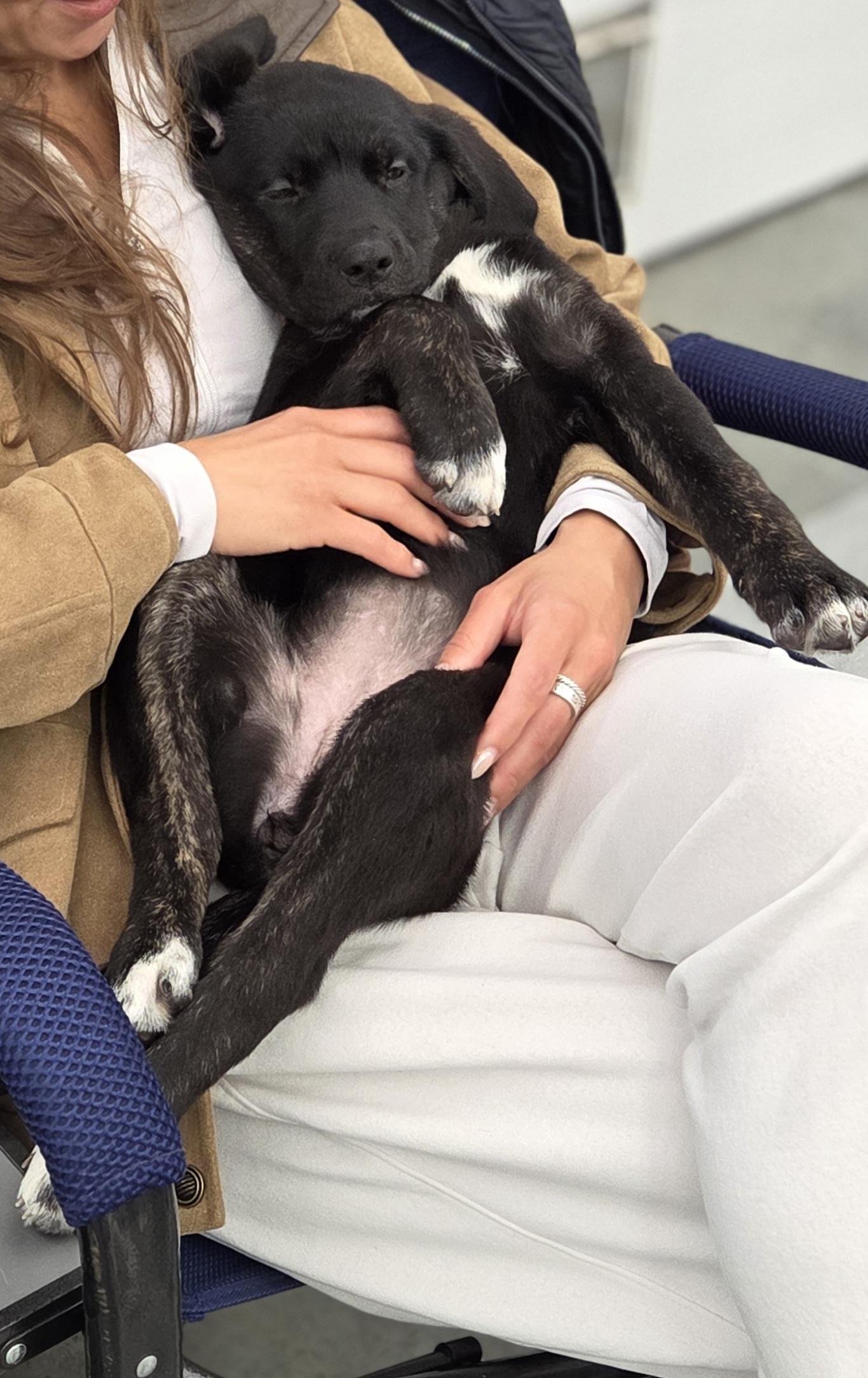 Verbena, a ADOPTABLE mixed breed in Hillsdale, NY image 2/3