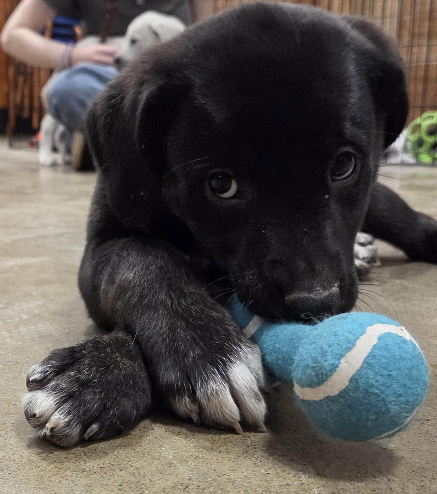 Verbena, a ADOPTABLE mixed breed in Hillsdale, NY image 1/3