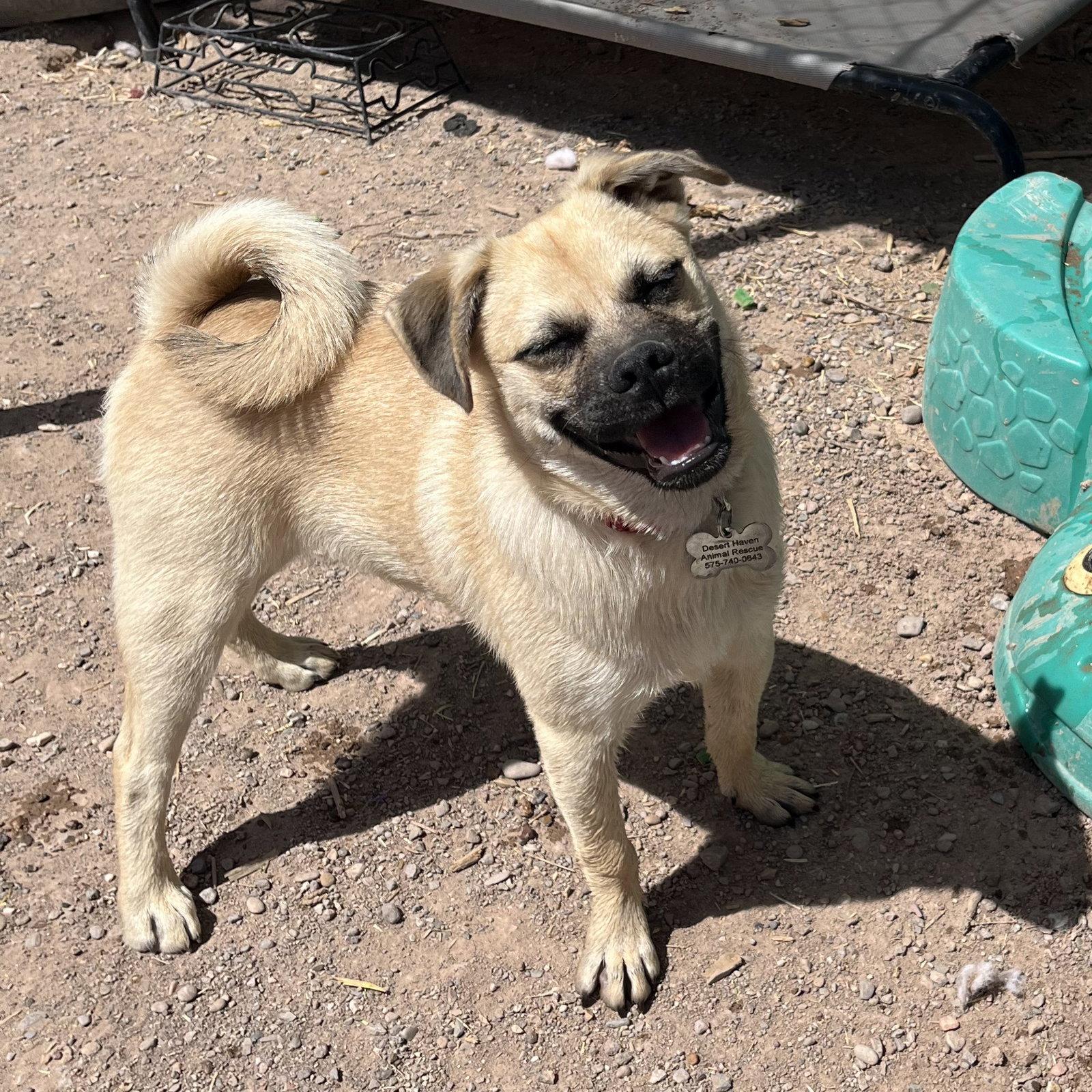 Larry, a Adoptable Pug in Williamsburg, NM image 1/3