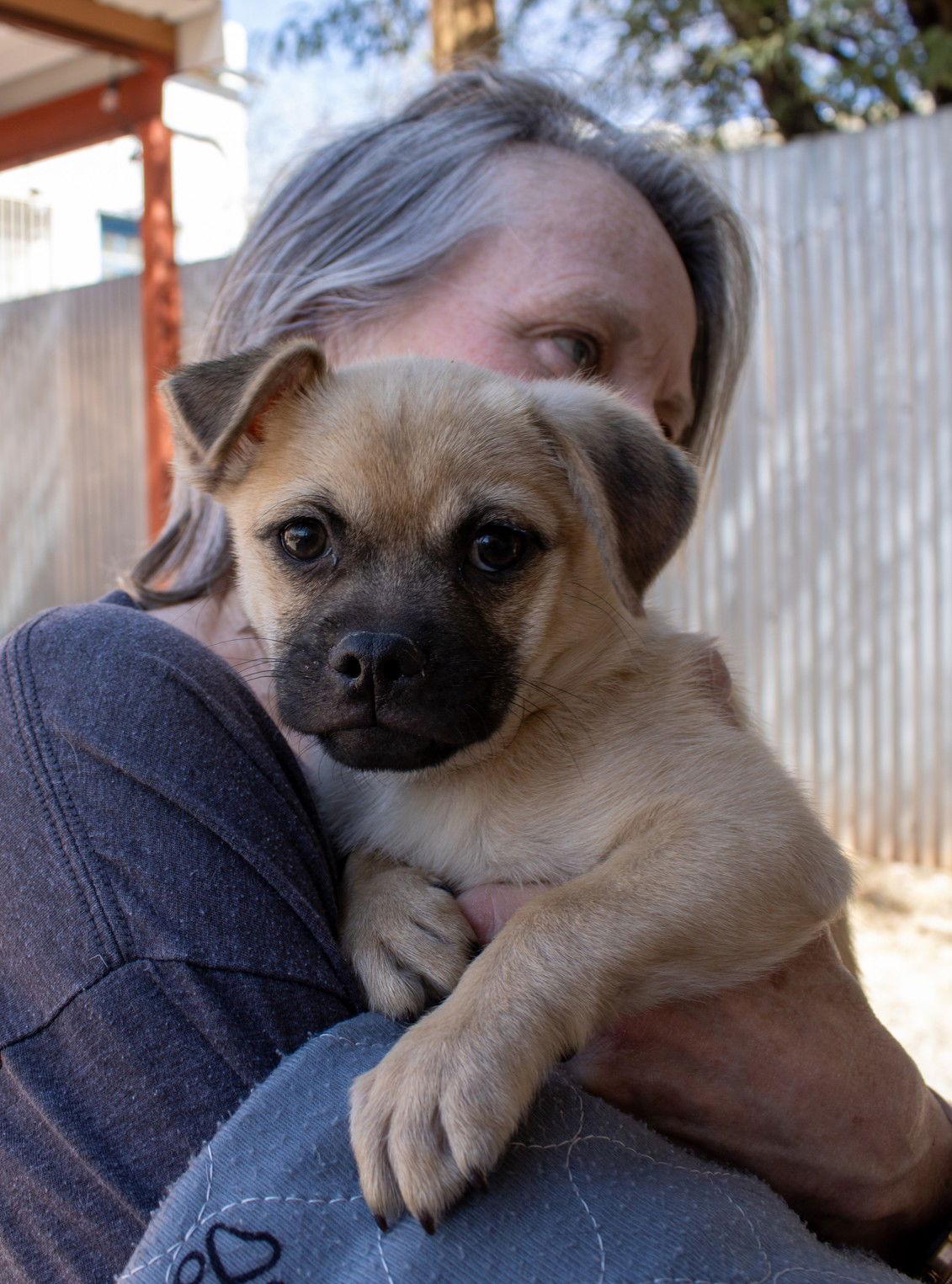 Enlarge Larry, a Adoptable Pug in Williamsburg, NM image 1/3