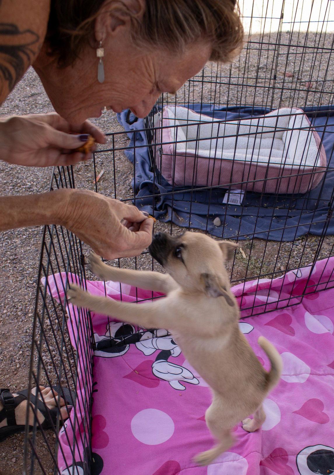 Enlarge Larry, a Adoptable Pug in Williamsburg, NM image 2/3
