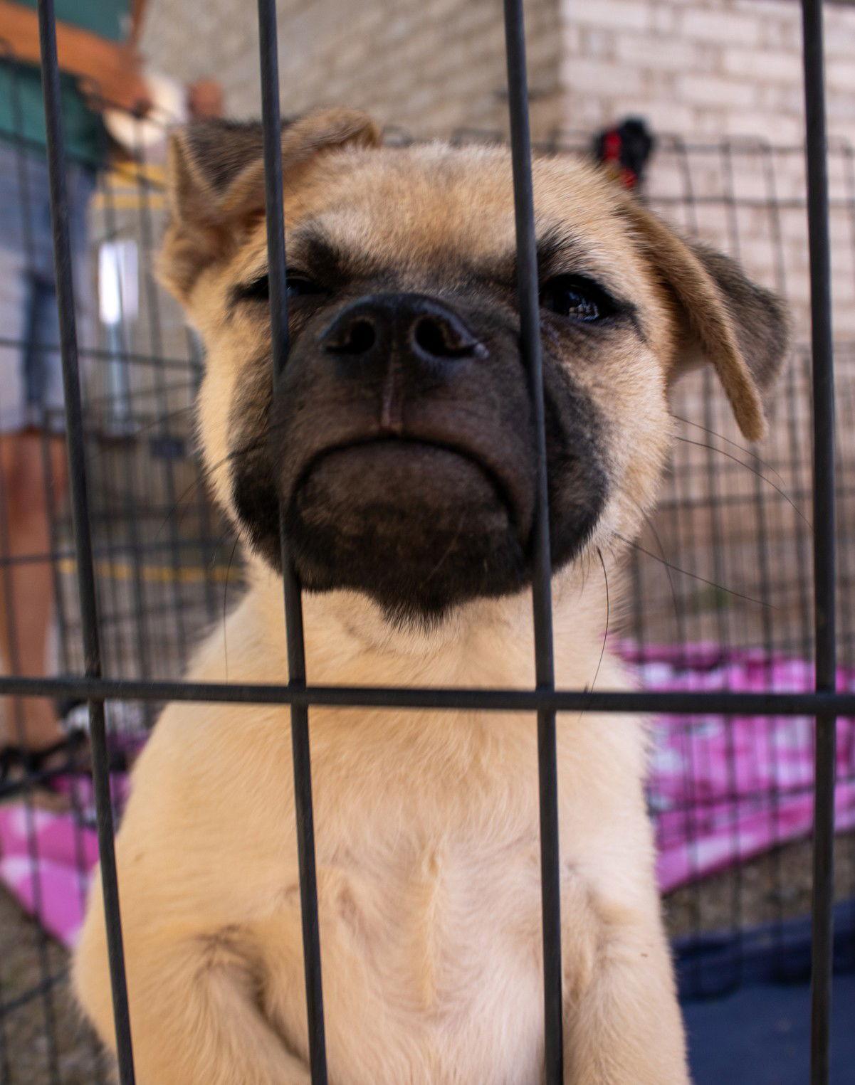 Enlarge Larry, a Adoptable Pug in Williamsburg, NM image 3/3
