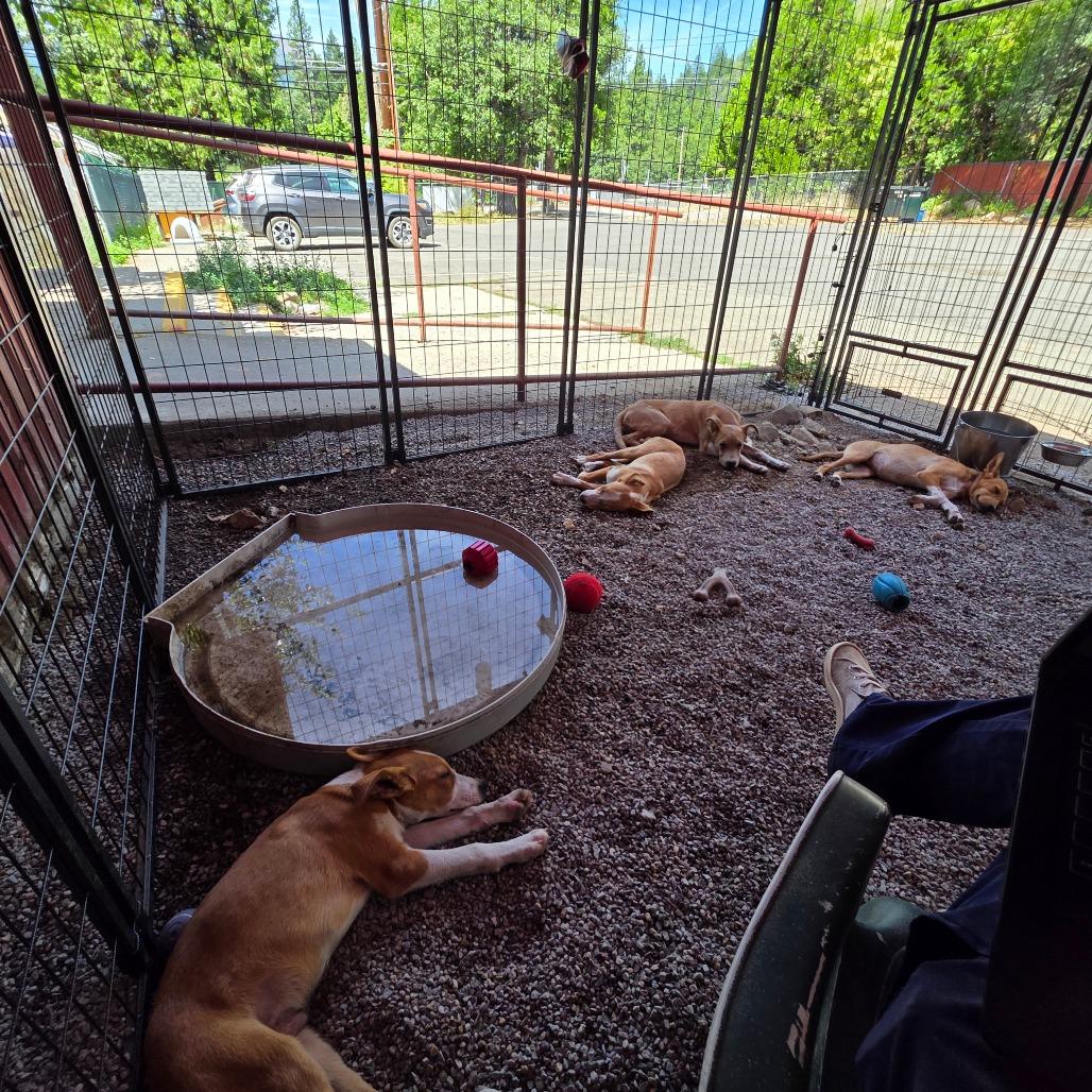 Margaret, a Adoptable Mixed Breed in Mount Shasta, CA image 5/6