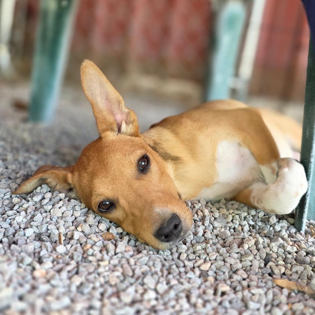 Margaret, a Adoptable Mixed Breed in Mount Shasta, CA image 6/6