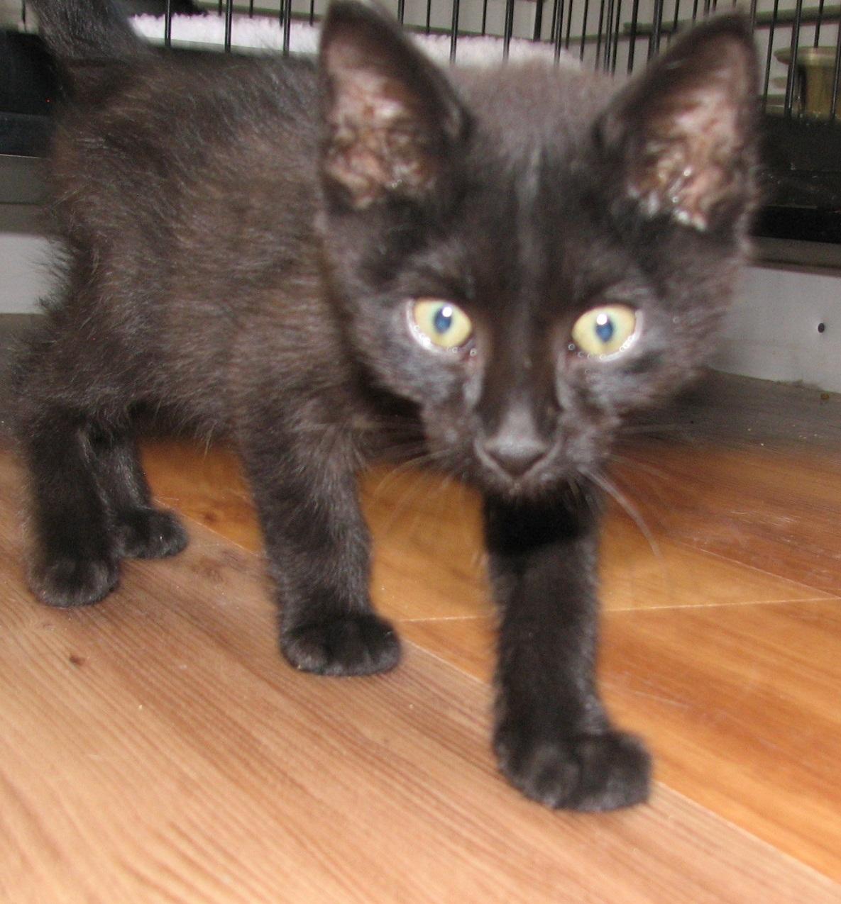 5471 Hershey, an adopted Domestic Short Hair in Lawrenceburg, KY image 2/5