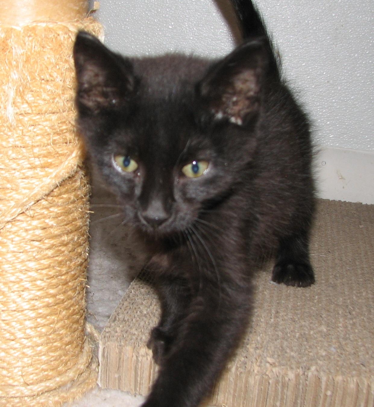 5471 Hershey, an adopted Domestic Short Hair in Lawrenceburg, KY image 4/5