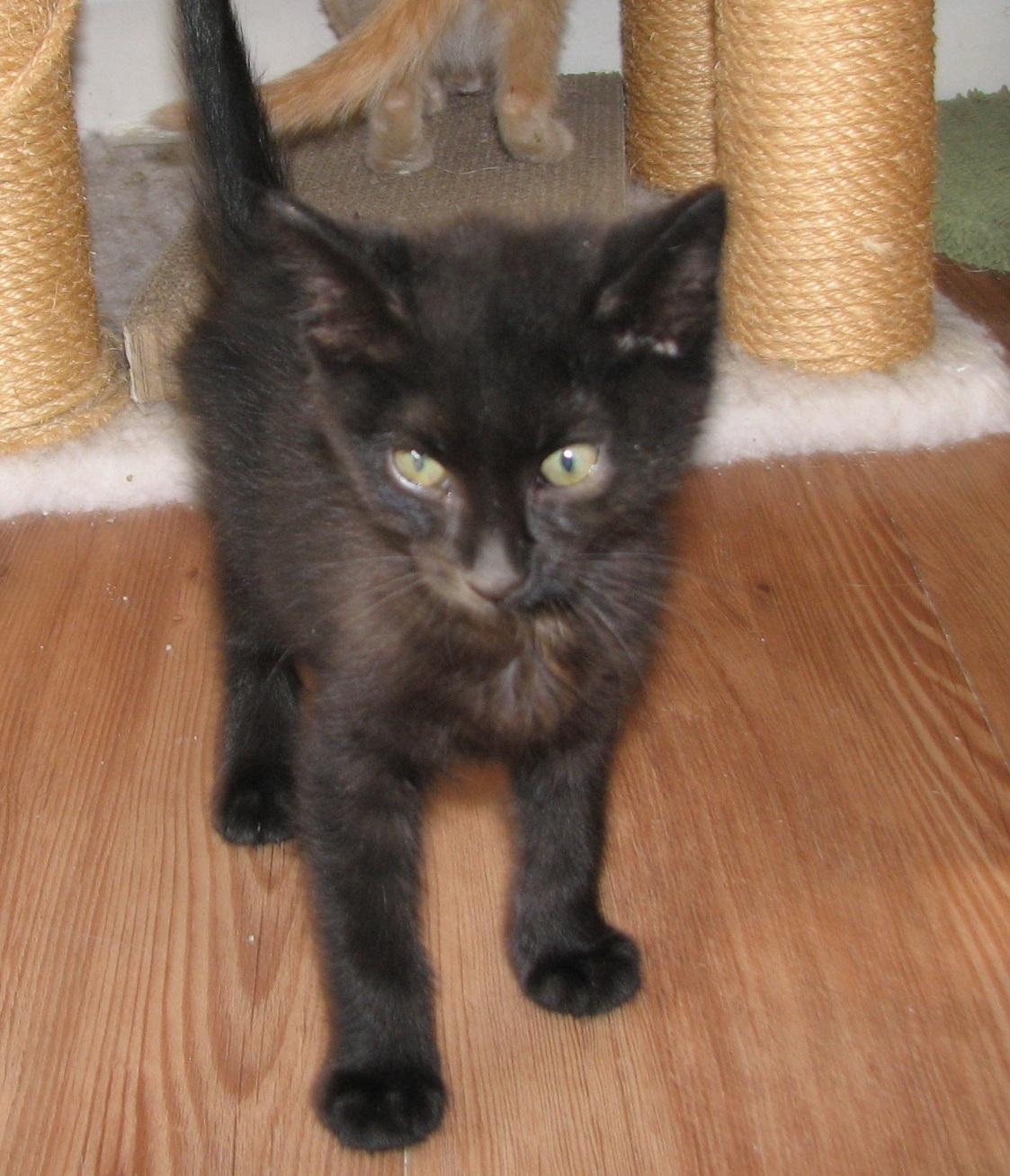 5471 Hershey, an adopted Domestic Short Hair in Lawrenceburg, KY image 5/5
