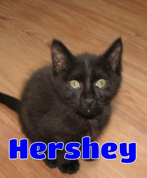 5471 Hershey, adopted, Kitten Male Domestic Short Hair.