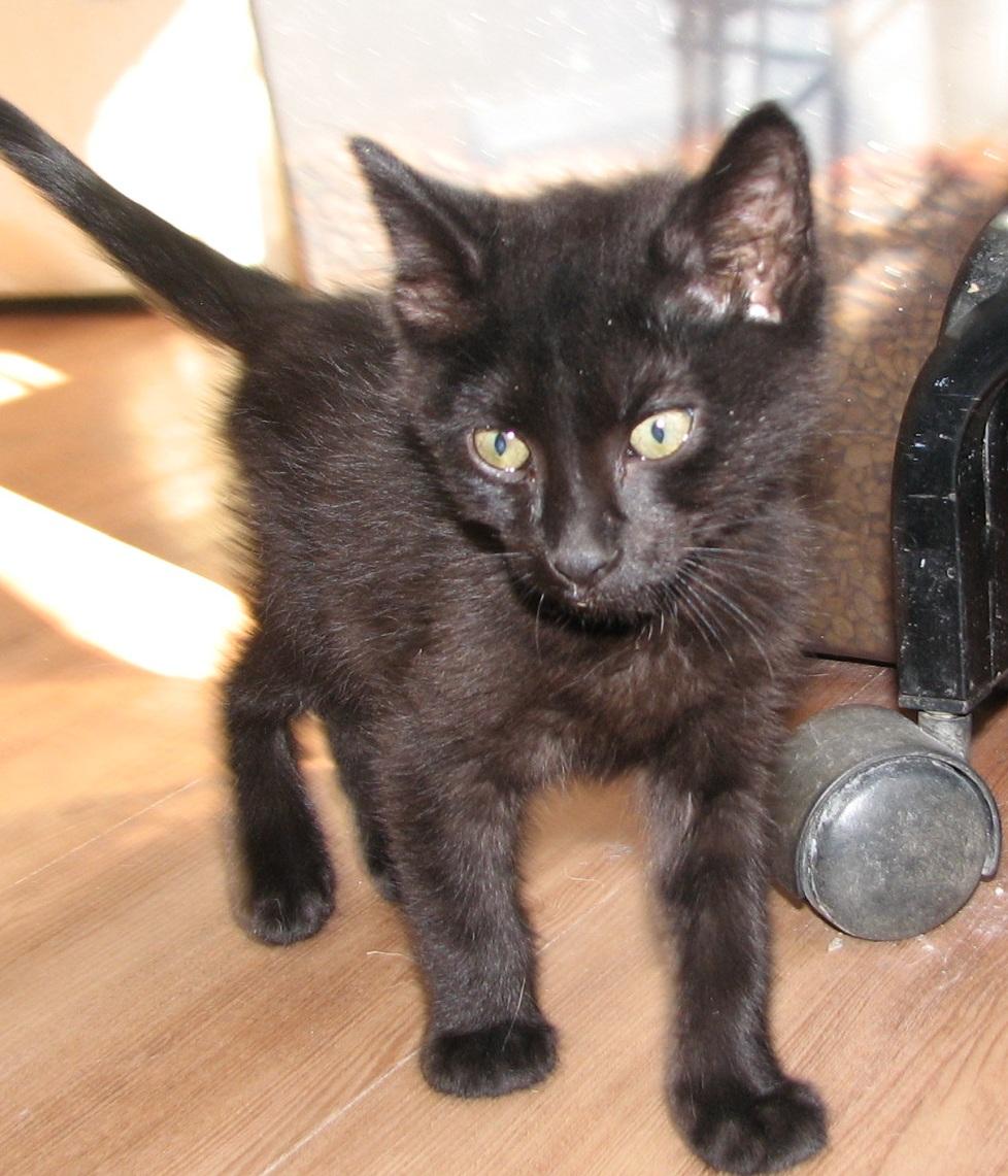 5471 Hershey, an adopted Domestic Short Hair in Lawrenceburg, KY image 3/5