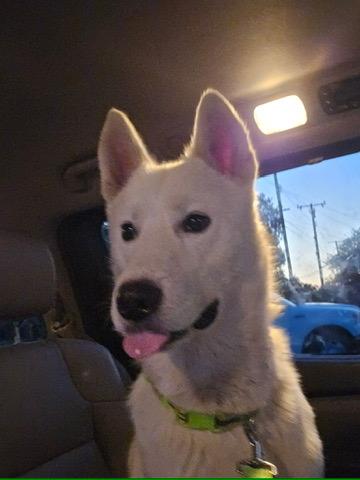 Luka, an adoptable Siberian Husky in Philomath, OR, 97370 | Photo Image 4