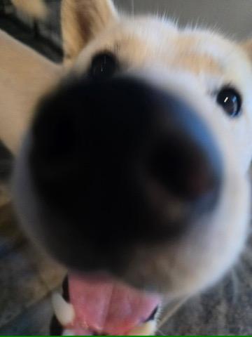 Luka, an adoptable Siberian Husky in Philomath, OR, 97370 | Photo Image 5