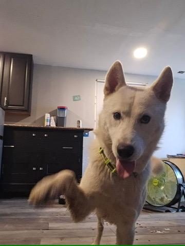 Luka, an adoptable Siberian Husky in Philomath, OR, 97370 | Photo Image 2