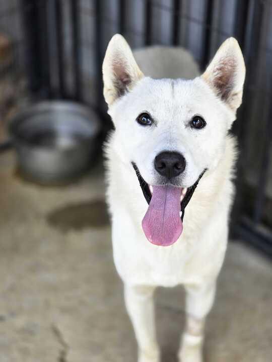 Luka, an adoptable Siberian Husky in Philomath, OR, 97370 | Photo Image 3