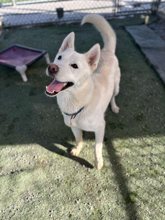 Luka, a Adoptable mixed breed in San Rafael, CA image 2/6