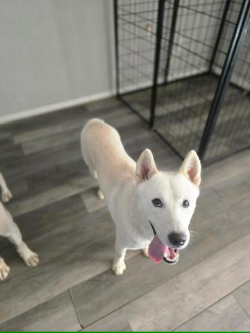 Luka, an adoptable Siberian Husky in Philomath, OR, 97370 | Photo Image 1