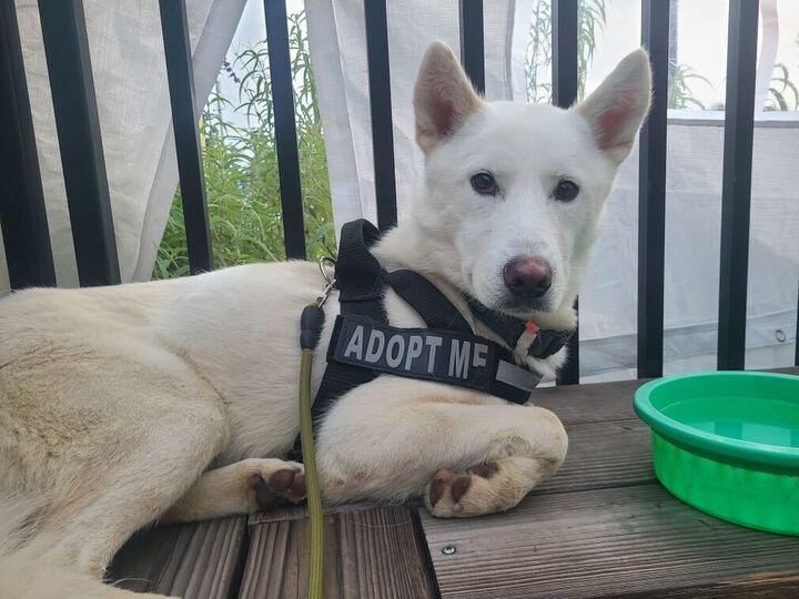 Luka, a Adoptable mixed breed in San Rafael, CA image 5/6