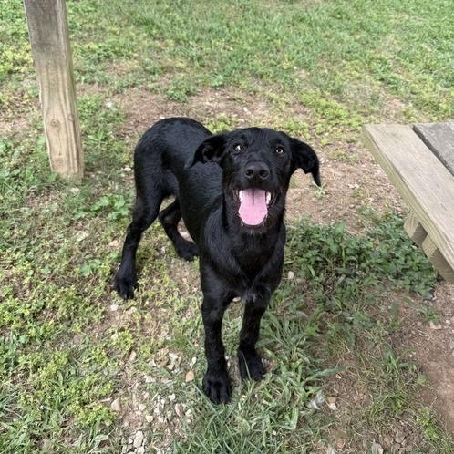 Solar Flare, a Adoptable mixed breed in Carencro, LA image 1/4