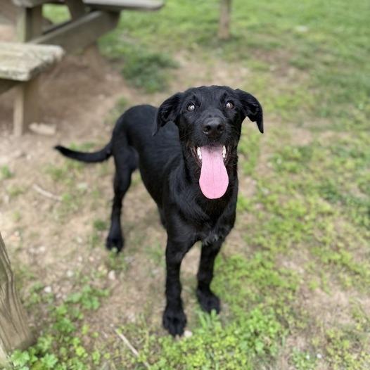 Solar Flare, a Adoptable mixed breed in Carencro, LA image 2/4