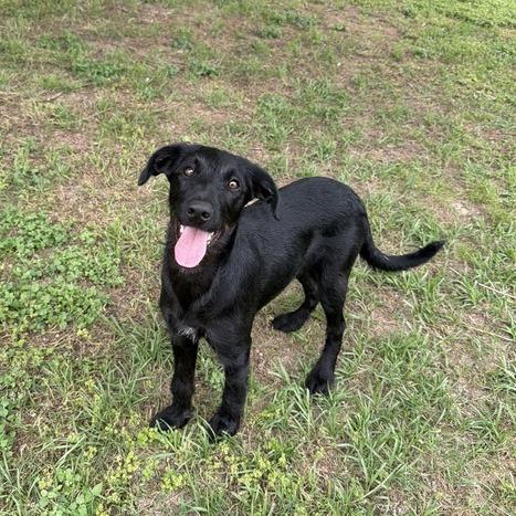Solar Flare, a Adoptable mixed breed in Carencro, LA image 4/4
