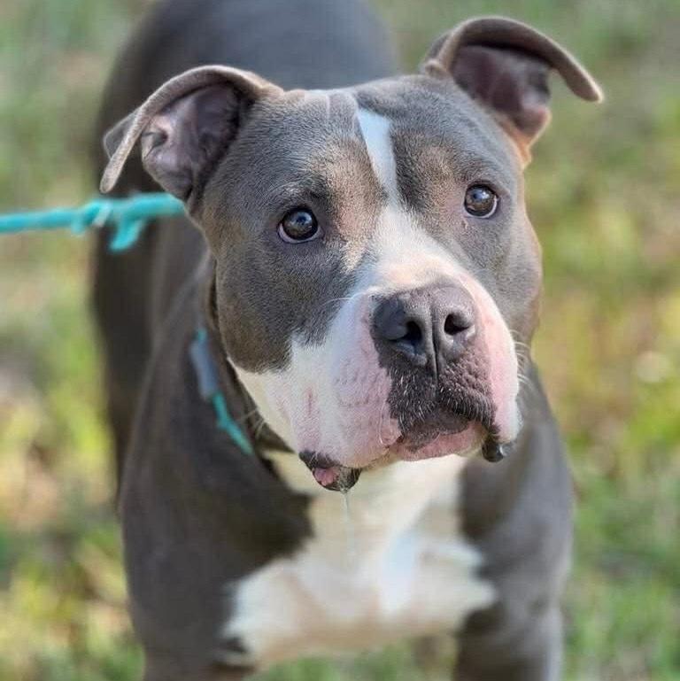 Enlarge Butch Cassidy, a Adoptable mixed breed in Saugus, MA image 1/5