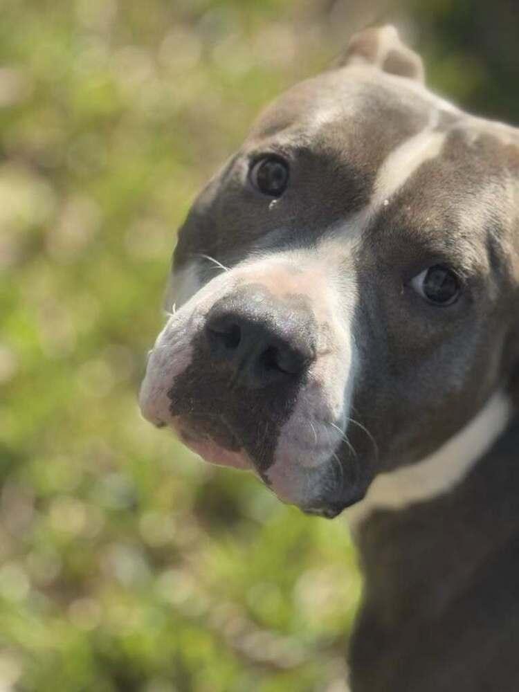 Enlarge Butch Cassidy, a Adoptable mixed breed in Saugus, MA image 3/5