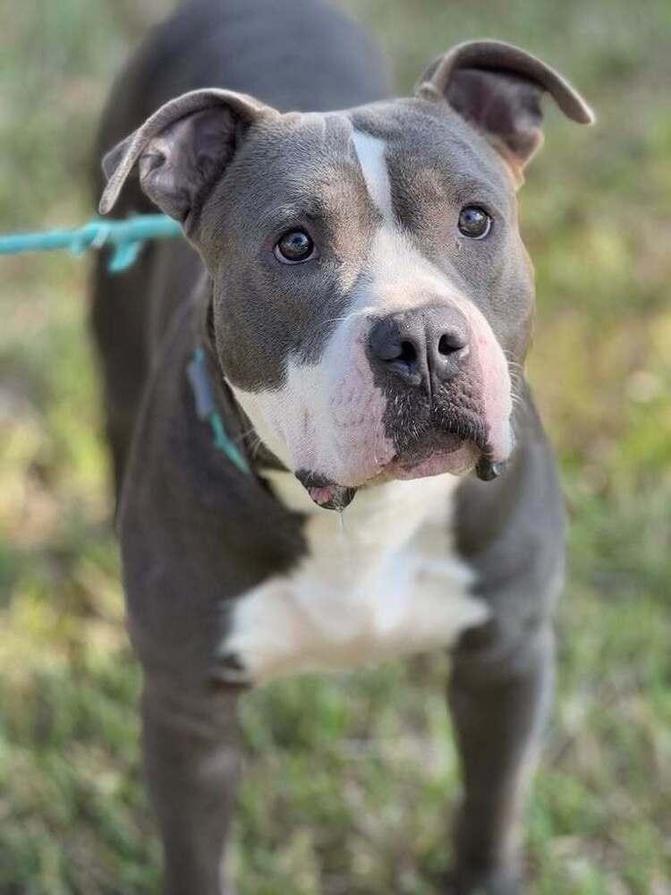 Enlarge Butch Cassidy, a Adoptable mixed breed in Saugus, MA image 4/5