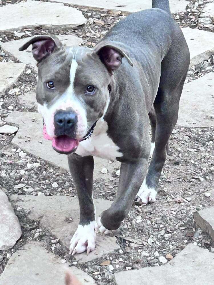 Enlarge Butch Cassidy, a Adoptable mixed breed in Saugus, MA image 5/5