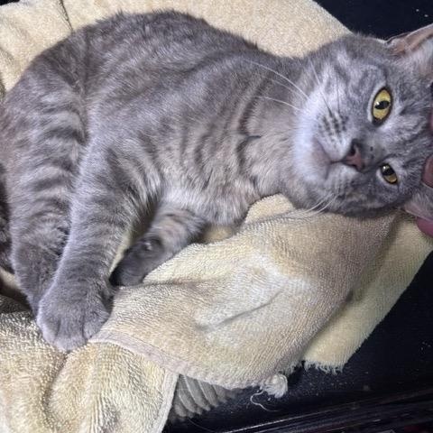 Enlarge ELLIE, a ADOPTABLE Tabby in Churchville, PA image 2/3