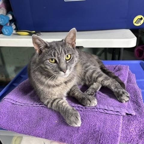 ELLIE, ADOPTABLE, Young Female Tabby.