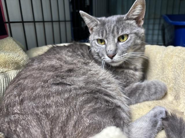 Enlarge ELLIE, a ADOPTABLE Tabby in Churchville, PA image 3/3
