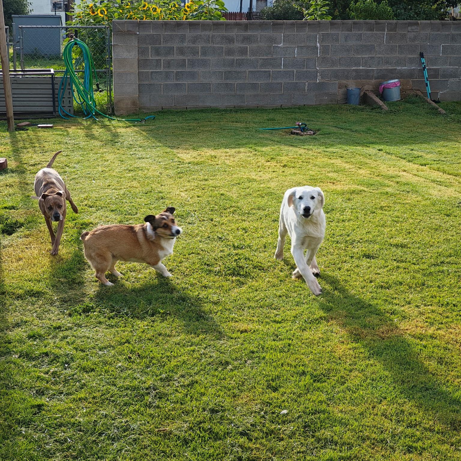 Burt, an adoptable Great Pyrenees in Clovis, NM, 88101 | Photo Image 3