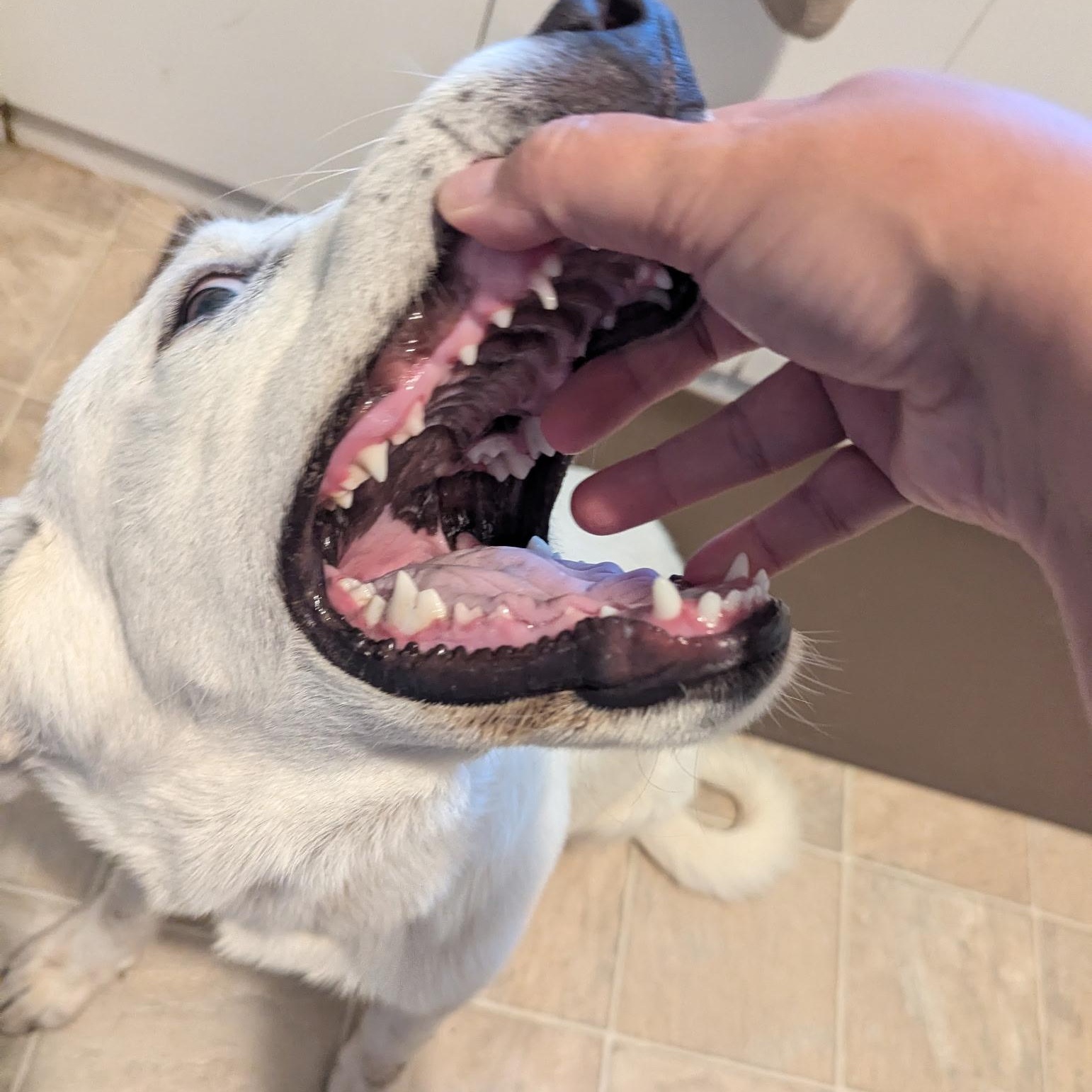 Burt, an adoptable Great Pyrenees in Clovis, NM, 88101 | Photo Image 4