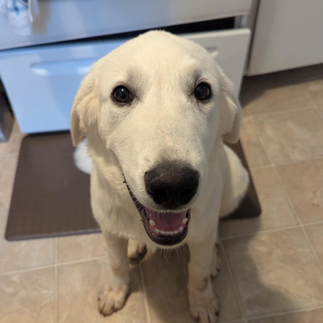 Burt, an adoptable Great Pyrenees in Clovis, NM, 88101 | Photo Image 1