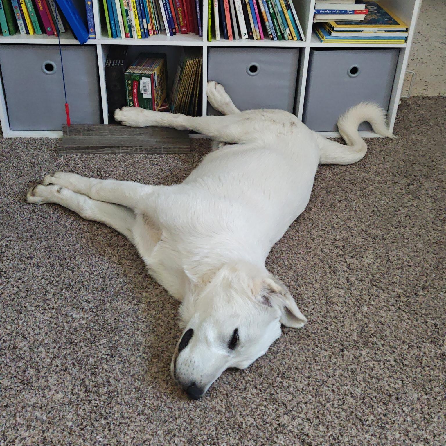 Burt, an adoptable Great Pyrenees in Clovis, NM, 88101 | Photo Image 5