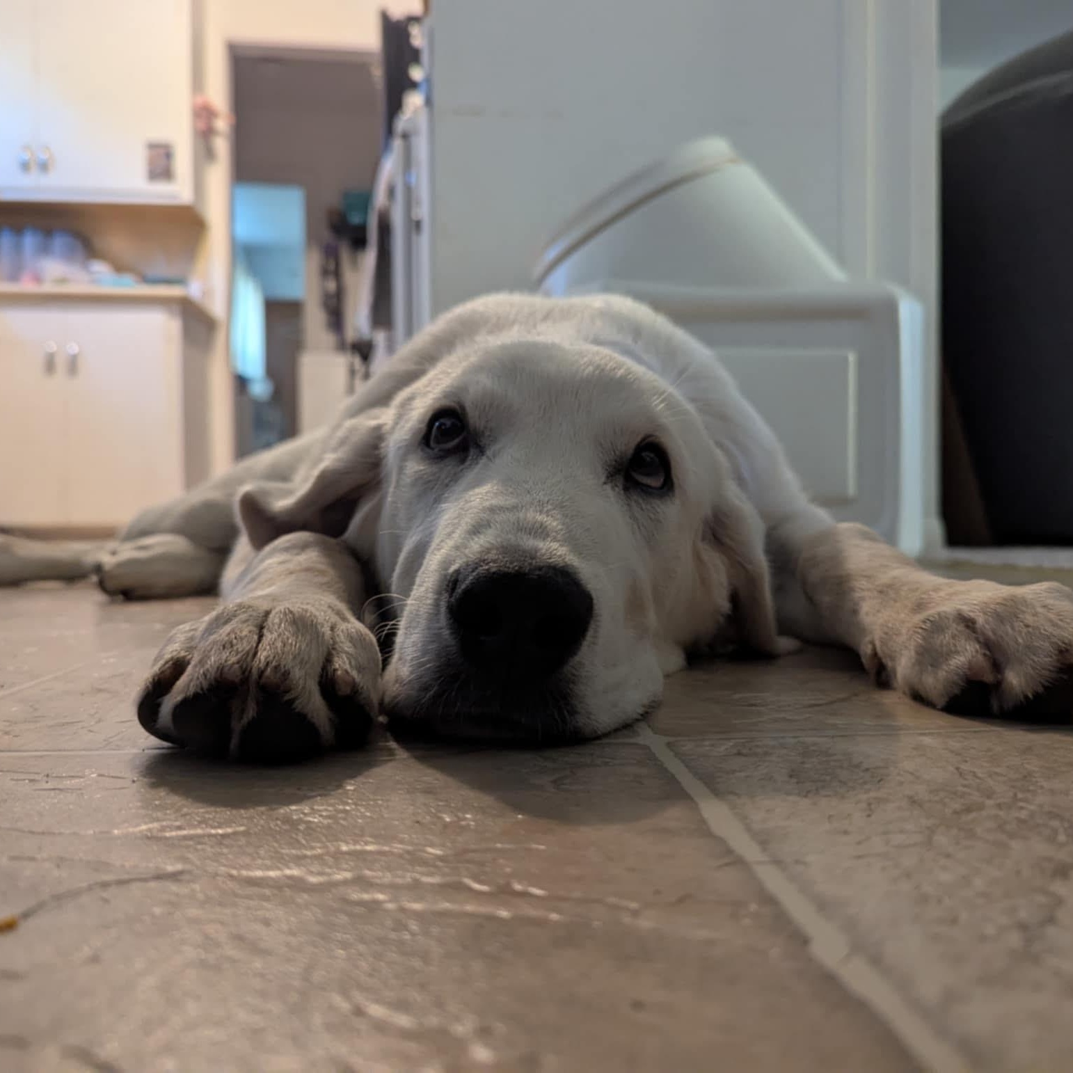 Burt, an adoptable Great Pyrenees in Clovis, NM, 88101 | Photo Image 2