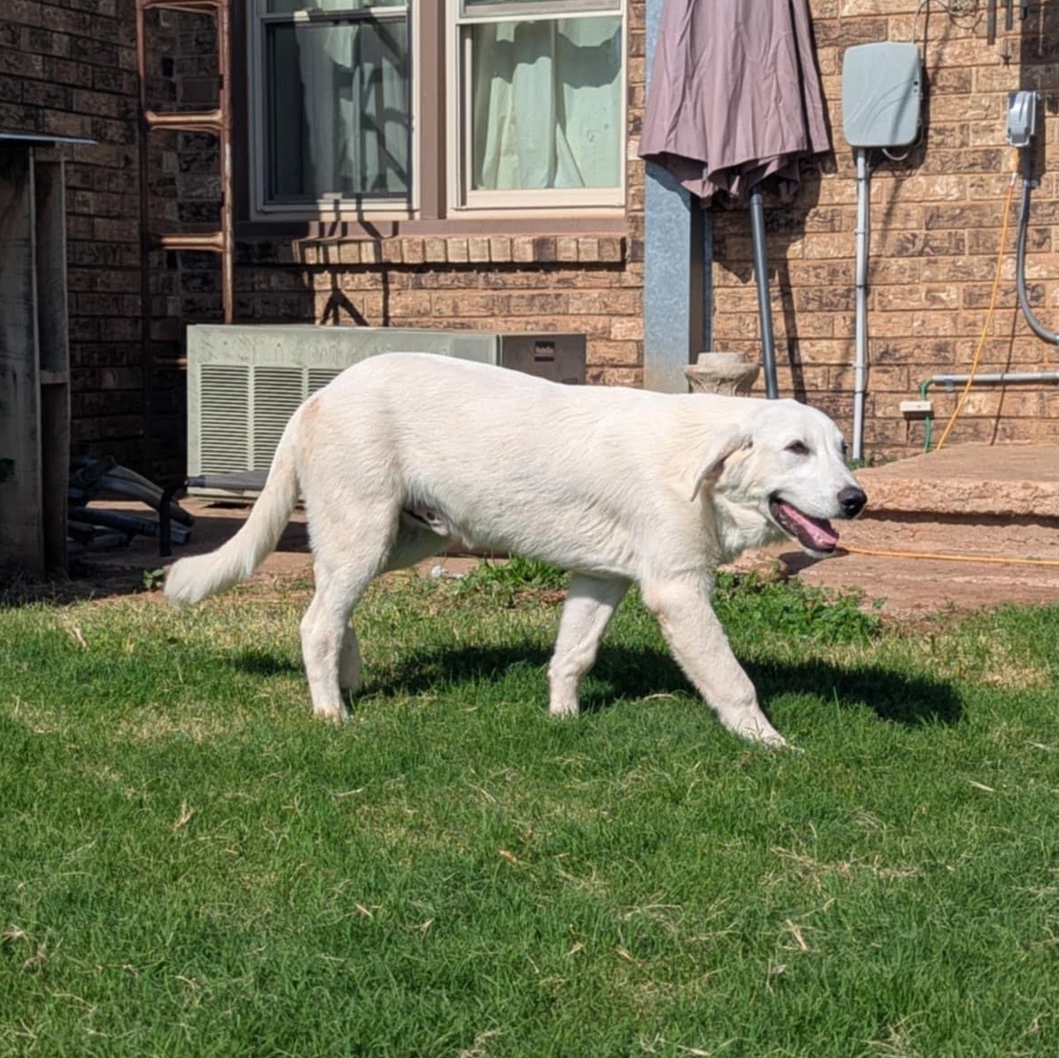 Burt, an adoptable Great Pyrenees in Clovis, NM, 88101 | Photo Image 6