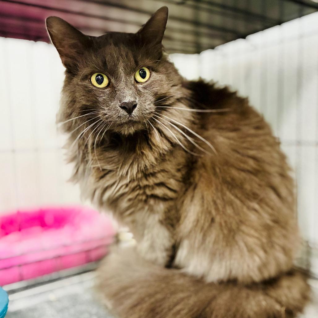 Enlarge Bamsi, a Adoptable Domestic Long Hair in Lebanon, MO image 1/1