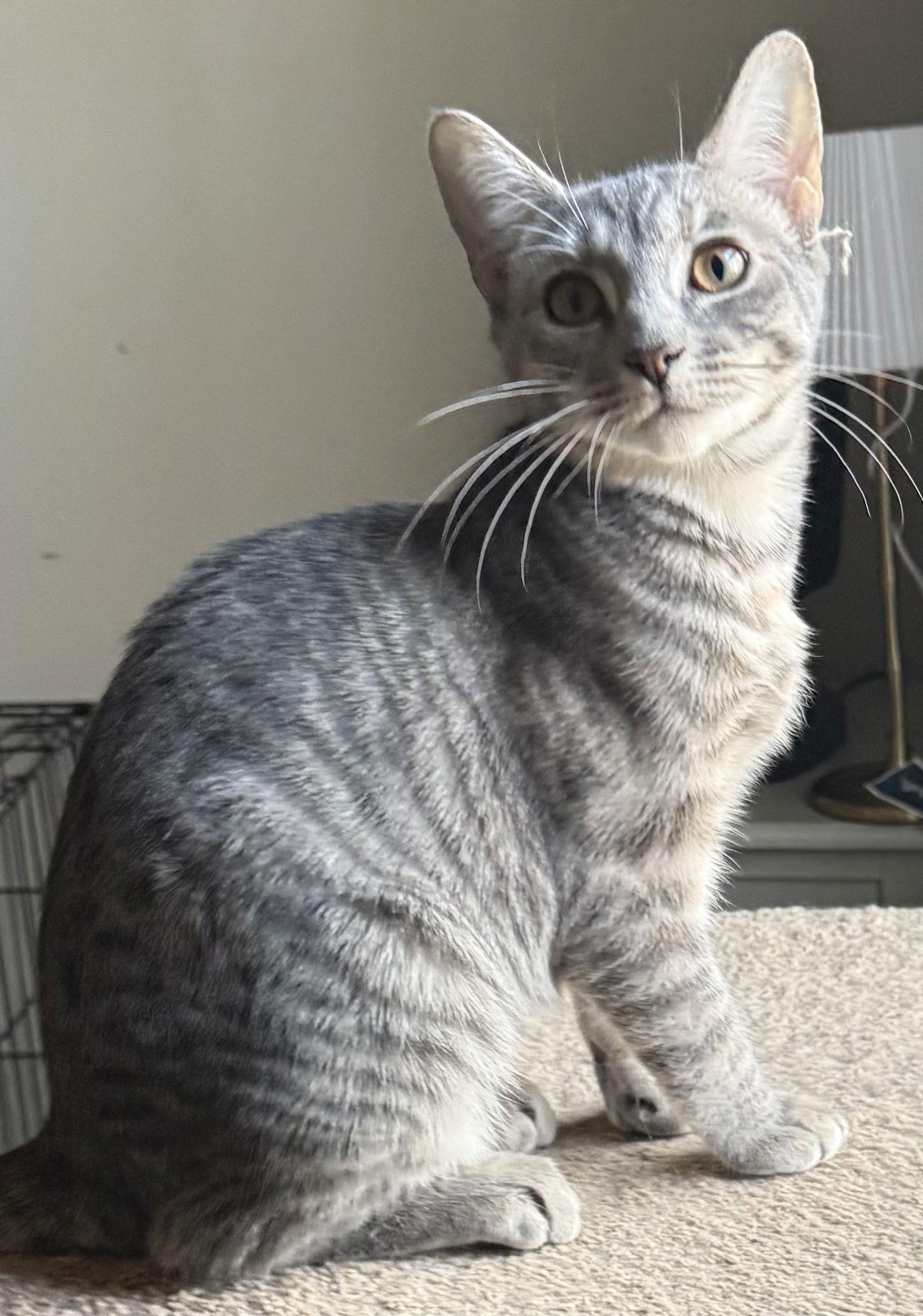 Enlarge Honor, a Adoptable Domestic Short Hair in Naugatuck, CT image 1/2