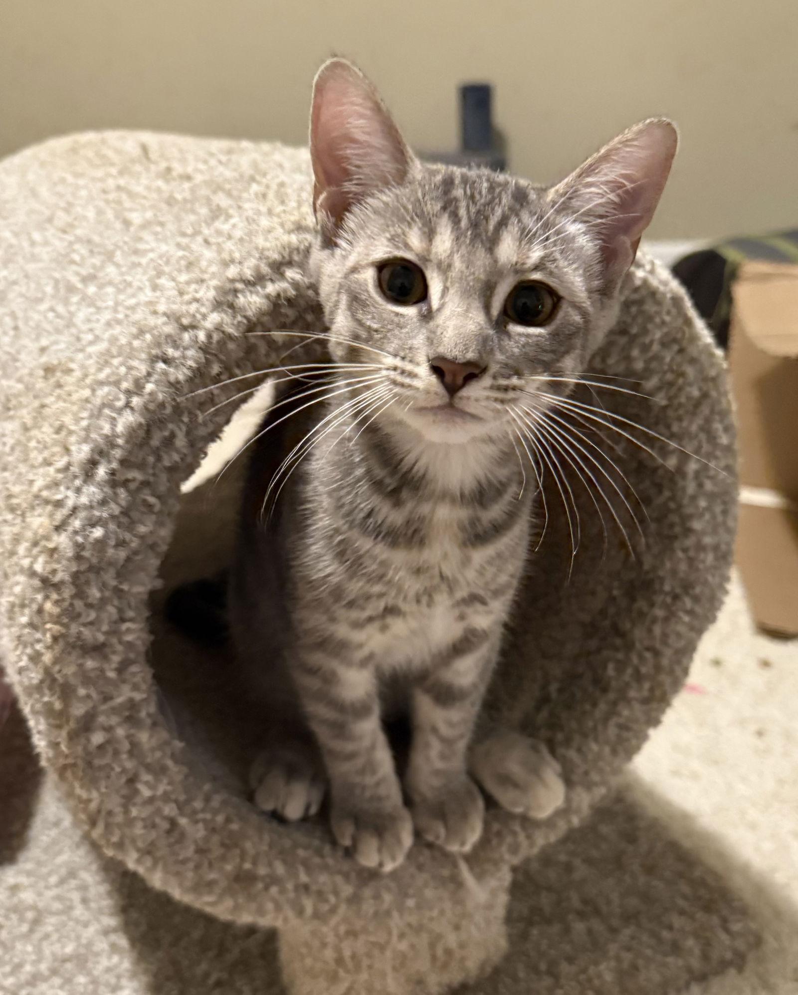 Enlarge Honor, a Adoptable Domestic Short Hair in Naugatuck, CT image 2/2