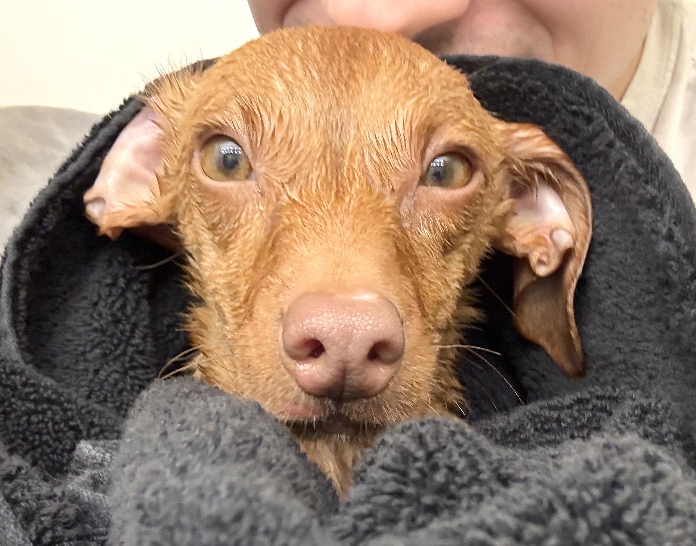 Enlarge Skipper, a Adoptable mixed breed in Brooklyn, NY image 6/6