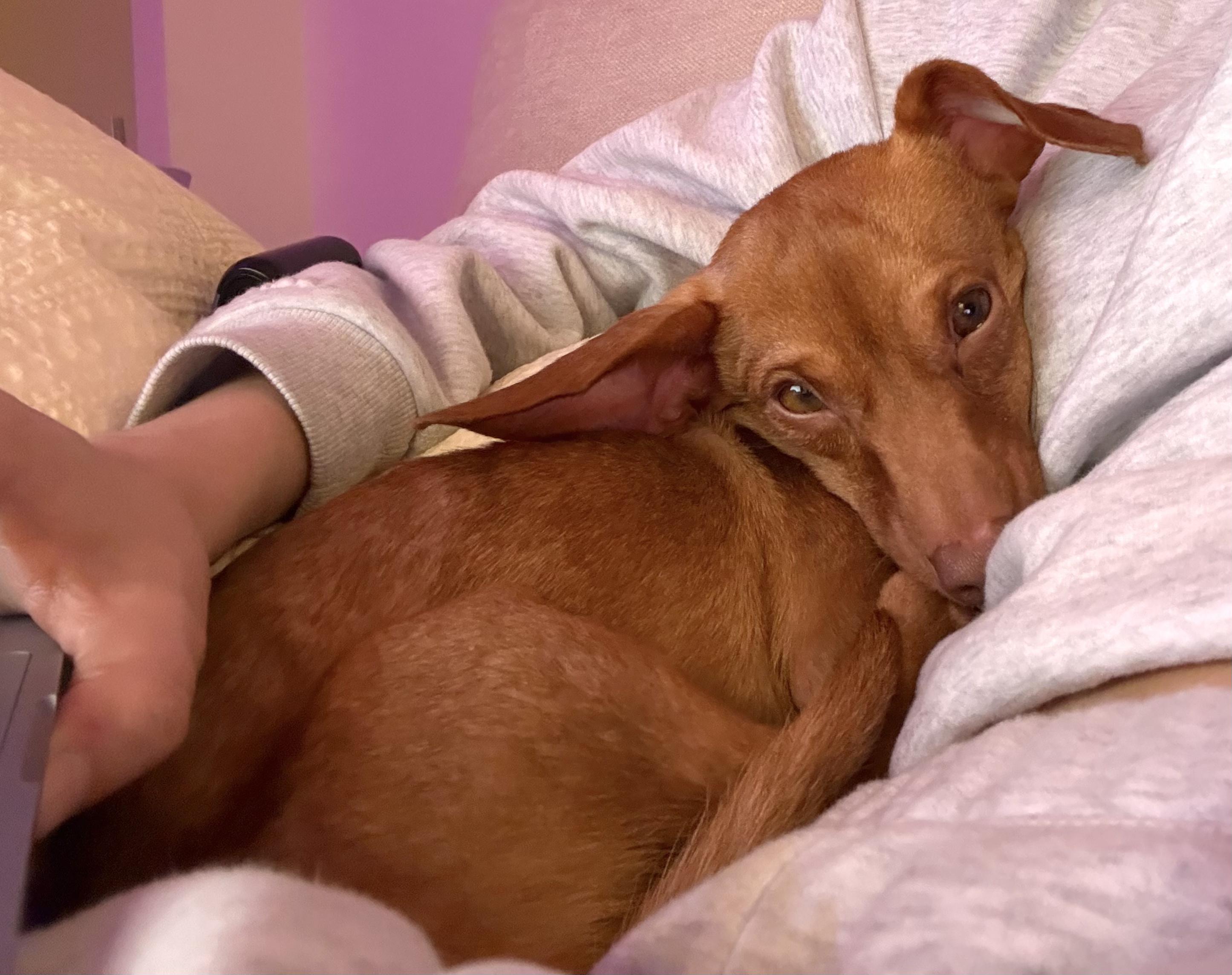 Enlarge Skipper, a Adoptable mixed breed in Brooklyn, NY image 4/6