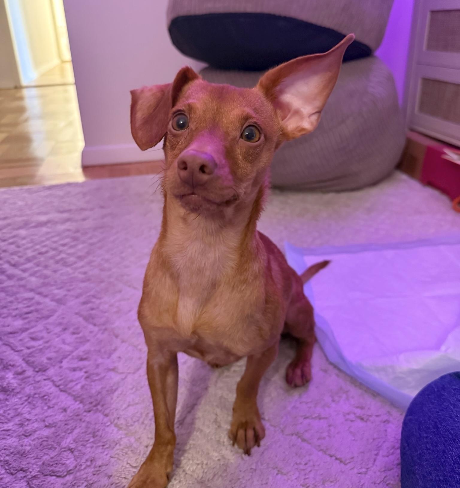 Enlarge Skipper, a Adoptable mixed breed in Brooklyn, NY image 1/6