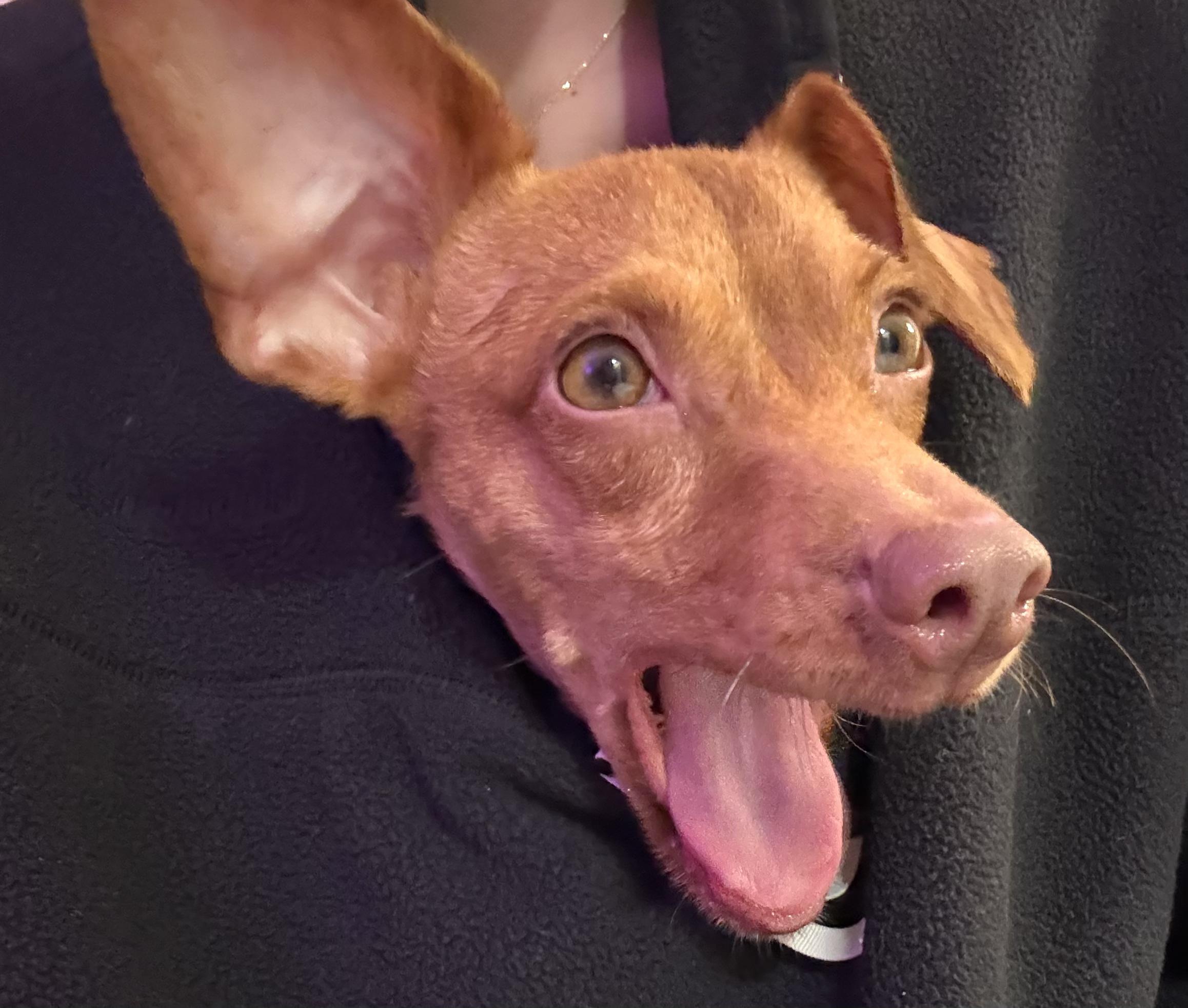 Enlarge Skipper, a Adoptable mixed breed in Brooklyn, NY image 2/6