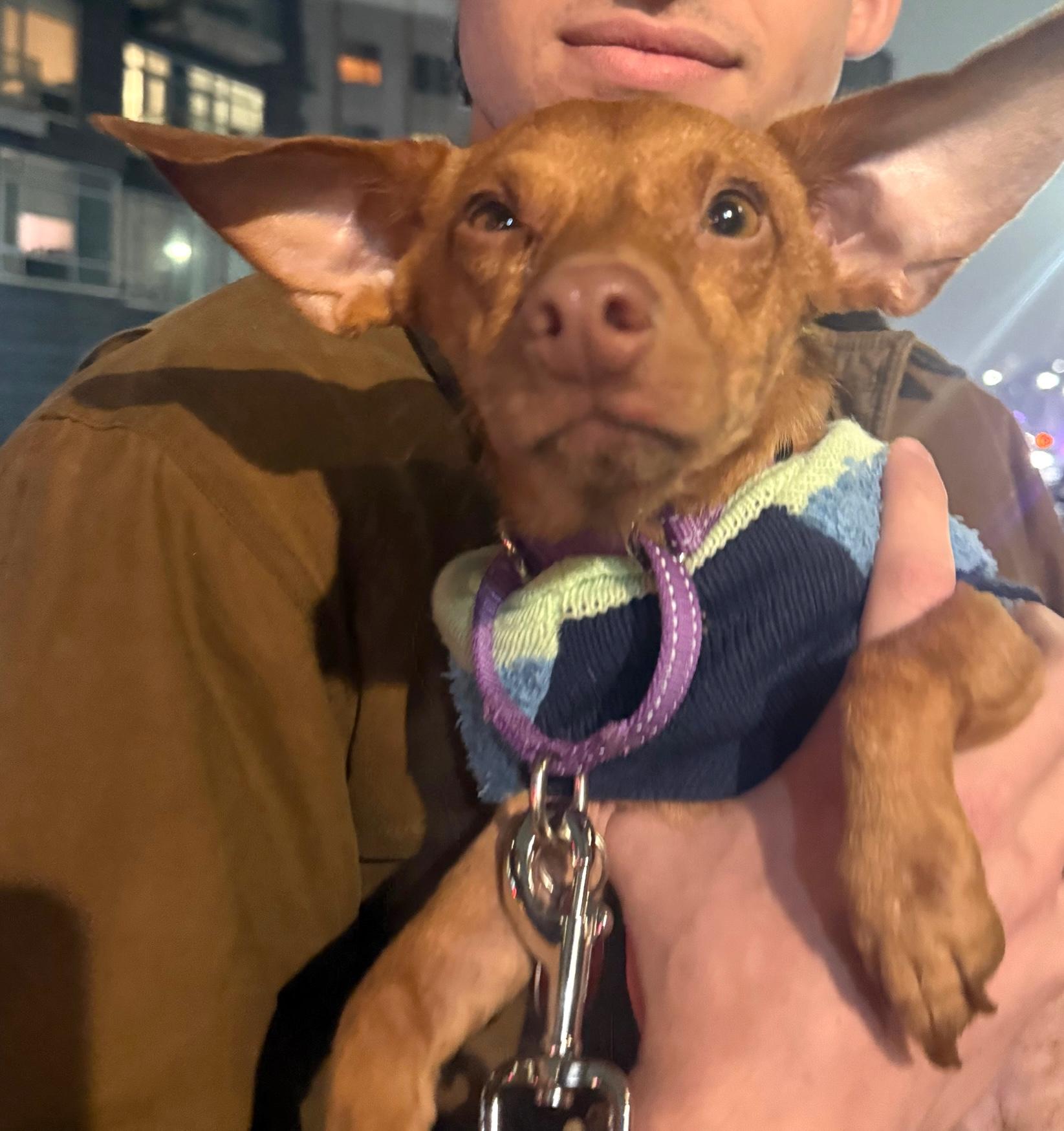 Enlarge Skipper, a Adoptable mixed breed in Brooklyn, NY image 5/6