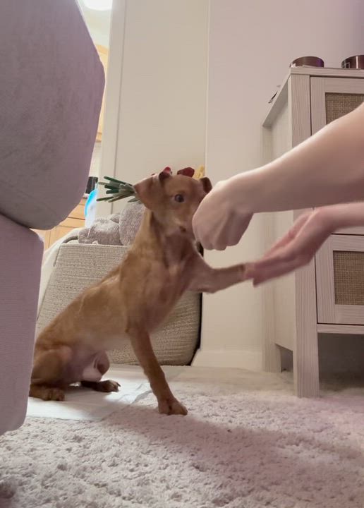 Enlarge Skipper, a Adoptable mixed breed in Brooklyn, NY video 3/6