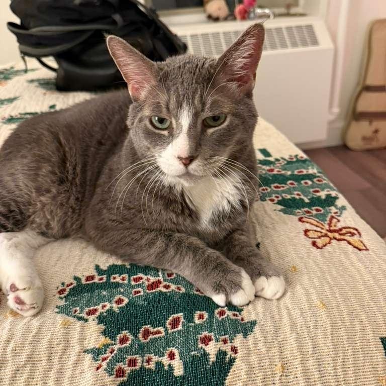 Enlarge Percival, a ADOPTABLE American Shorthair in New York, NY image 2/6