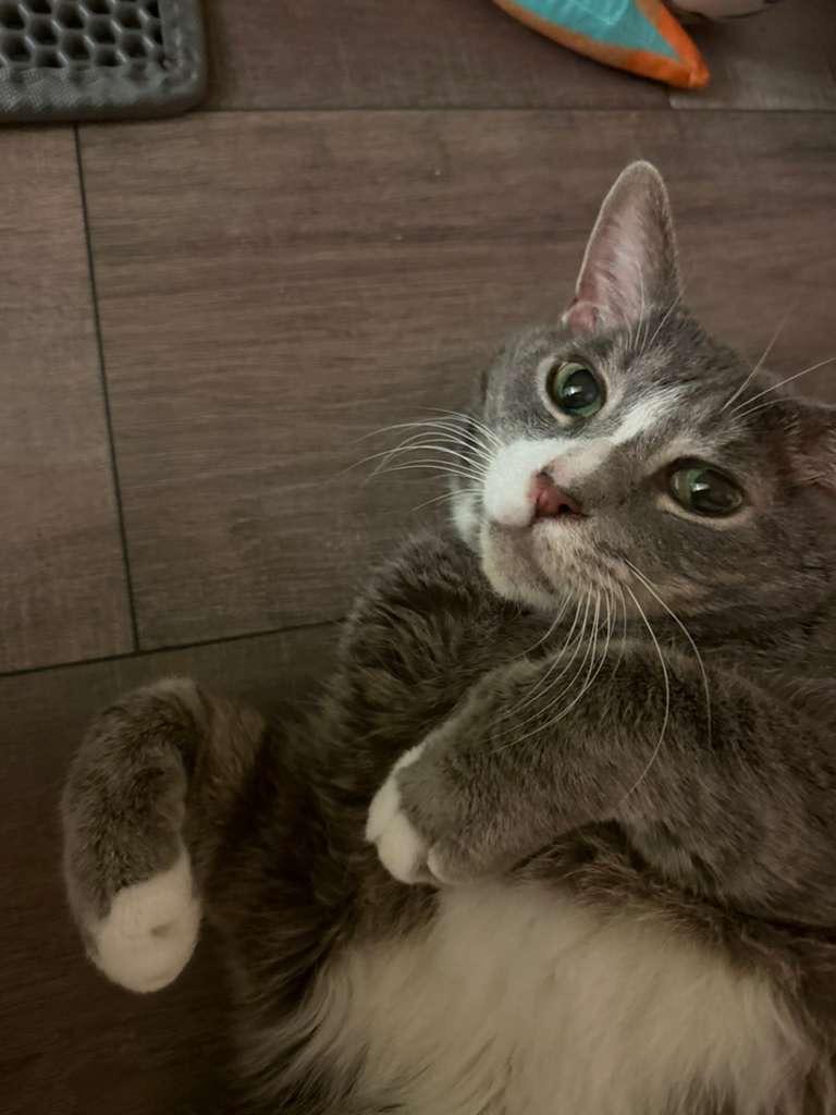 Percival thumbnail 4