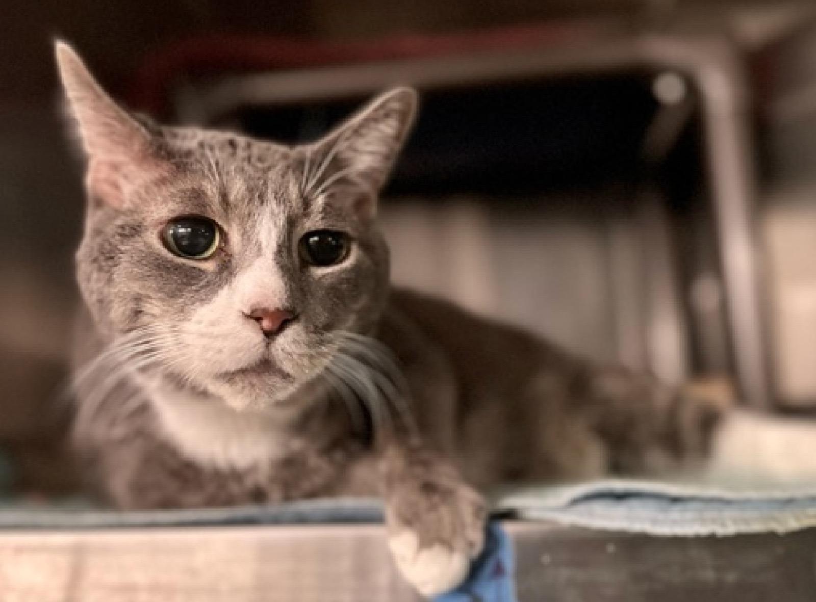 Enlarge Percival, a ADOPTABLE American Shorthair in New York, NY image 4/6