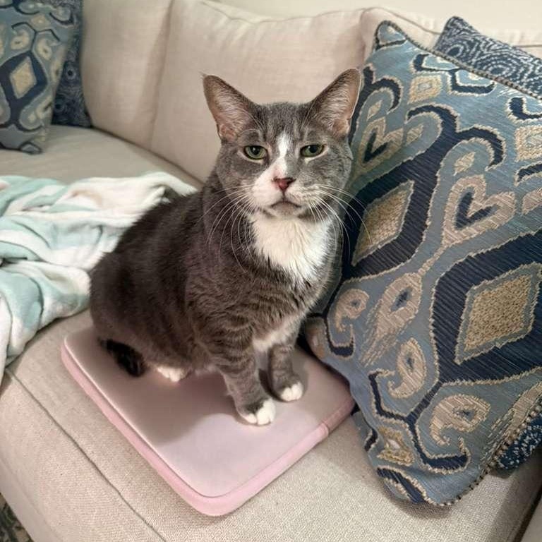 Enlarge Percival, a ADOPTABLE American Shorthair in New York, NY image 3/6