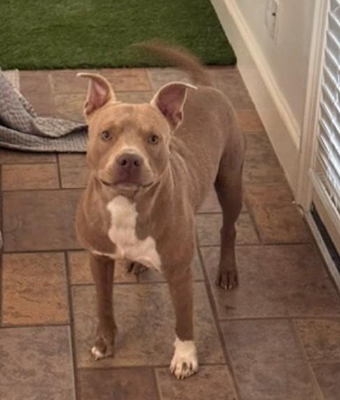 Enlarge CHORIZO, a Adoptable mixed breed in Houston, TX image 1/1